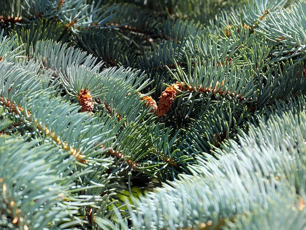 Lovely Pine Branches Symbol New Year Christmas Holiday — Fotografia de Stock