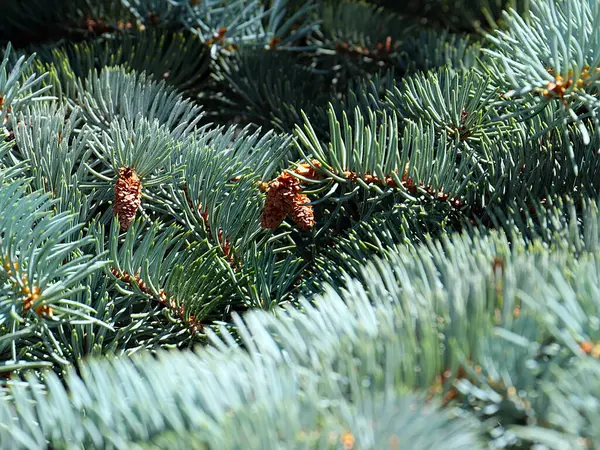 Lovely Pine Branches Symbol New Year Christmas Holiday — Φωτογραφία Αρχείου