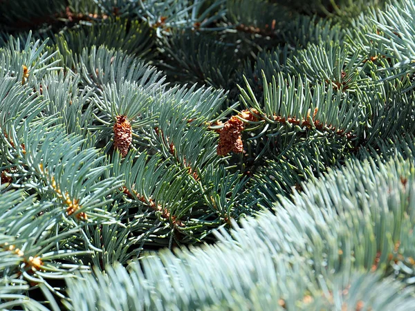 Lovely Pine Branches Symbol New Year Christmas Holiday — Fotografia de Stock