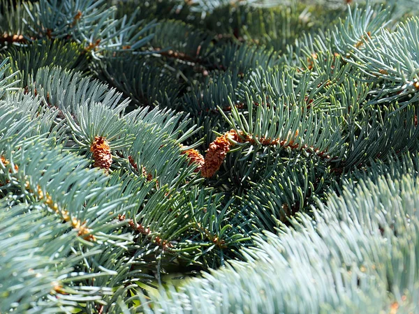 Lovely Pine Branches Symbol New Year Christmas Holiday — Stock Photo, Image