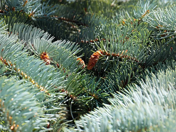 Lovely Pine Branches Symbol New Year Christmas Holiday — Fotografia de Stock