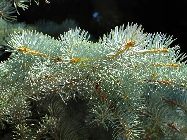 Lovely Pine Branches Symbol New Year Christmas Holiday — Φωτογραφία Αρχείου