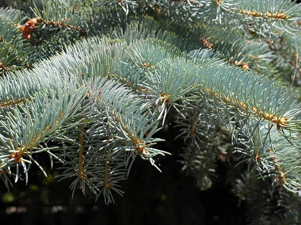 Lovely Pine Branches Symbol New Year Christmas Holiday — Stock Photo, Image