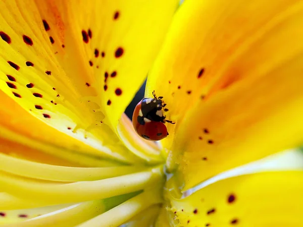 Insect Ladybug Beautiful Flower Yellow Lily — Stok fotoğraf