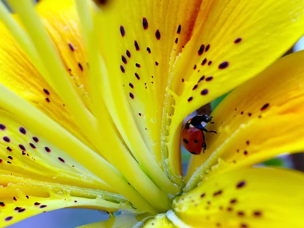 Insect Ladybug Beautiful Flower Yellow Lily — Stok fotoğraf