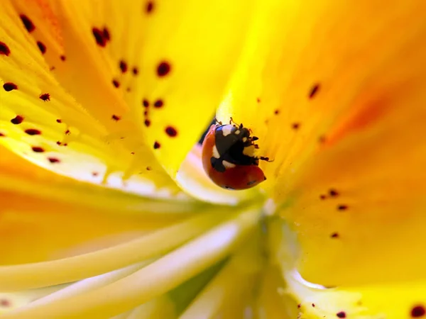 Insect Ladybug Beautiful Flower Yellow Lily — Fotografia de Stock