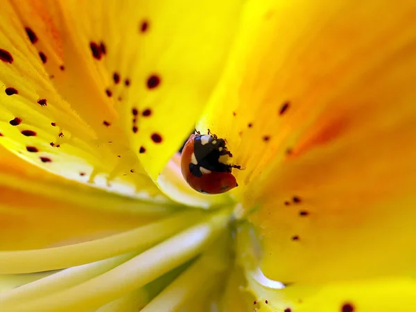 昆虫瓢虫在一朵美丽的黄色百合花里面 — 图库照片