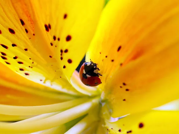 Insect Ladybug Beautiful Flower Yellow Lily — Foto de Stock