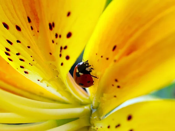 Insect Ladybug Beautiful Flower Yellow Lily — Foto de Stock