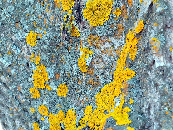 Lichen Bark Old Tree Coniferous Forest — Fotografia de Stock