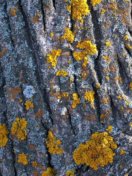 Lichen Bark Old Tree Coniferous Forest — Foto Stock