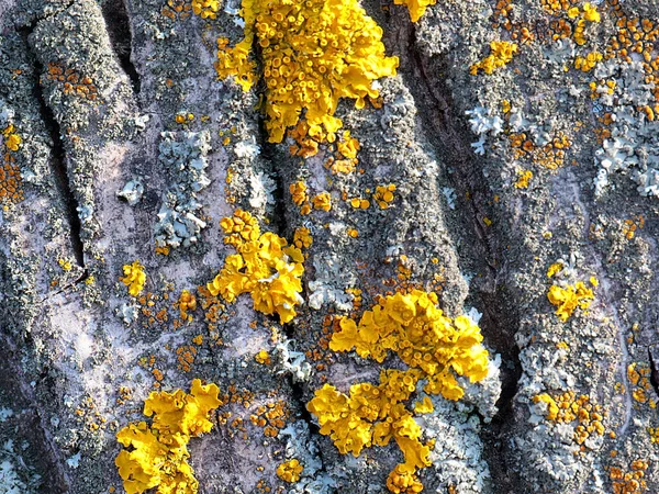 Lichen Bark Old Tree Coniferous Forest — Stok fotoğraf