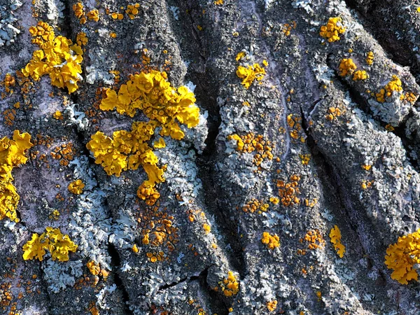 Lichen Bark Old Tree Coniferous Forest — Fotografia de Stock