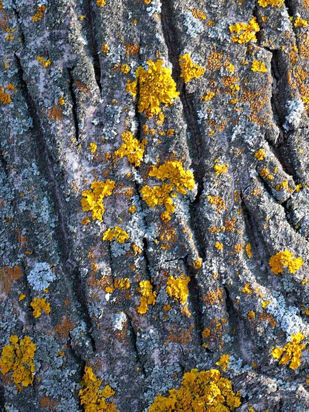 Lichen Bark Old Tree Coniferous Forest — Foto Stock