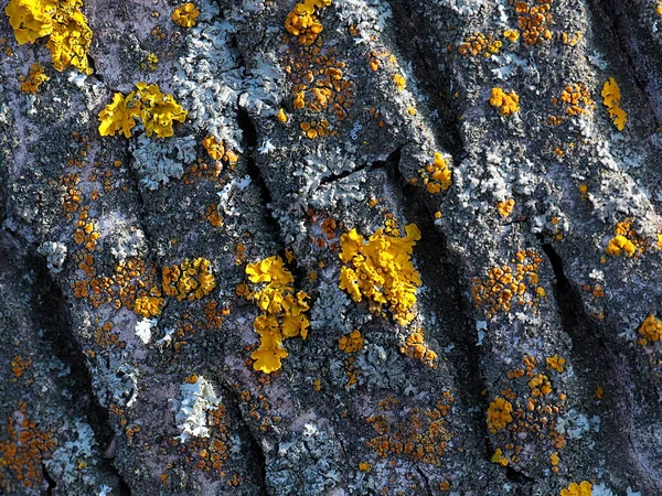 Lichen Bark Old Tree Coniferous Forest — Foto Stock