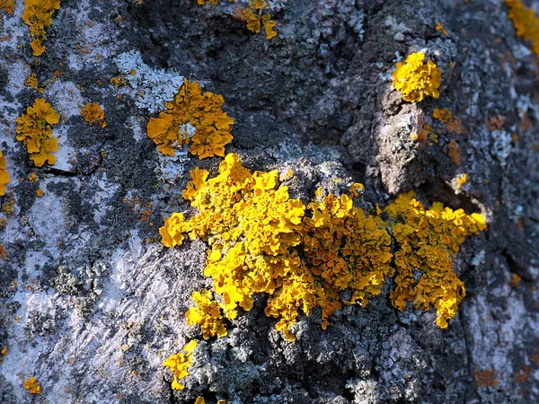 Lichen Bark Old Tree Coniferous Forest — Stok fotoğraf