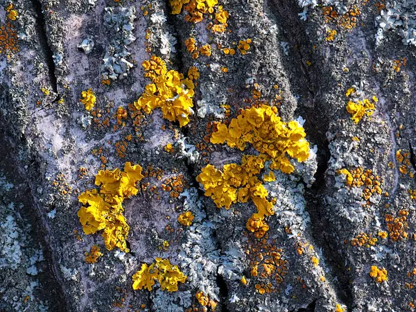 Lichen Bark Old Tree Coniferous Forest — Stock fotografie