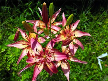 Güzel bahçe kaplanı çiçekleri Bir kır evinin süsü olarak zambak