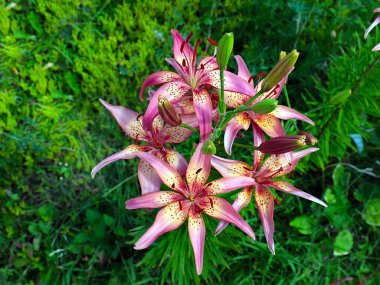 Güzel bahçe kaplanı çiçekleri Bir kır evinin süsü olarak zambak