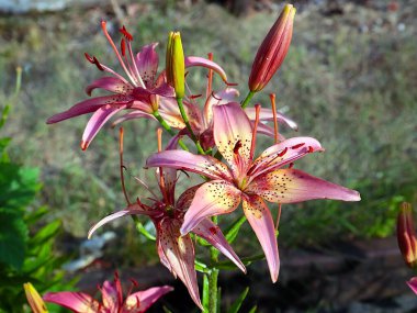 Güzel bahçe kaplanı çiçekleri Bir kır evinin süsü olarak zambak