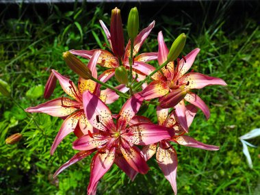 Güzel bahçe kaplanı çiçekleri Bir kır evinin süsü olarak zambak