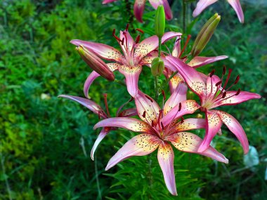 Güzel bahçe kaplanı çiçekleri Bir kır evinin süsü olarak zambak