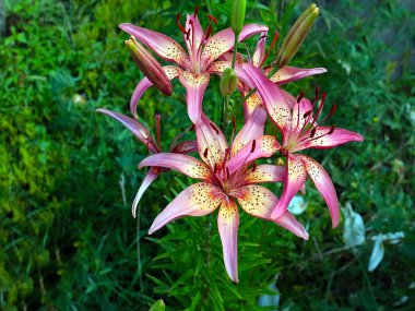 Güzel bahçe kaplanı çiçekleri Bir kır evinin süsü olarak zambak