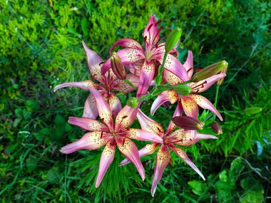 Güzel bahçe kaplanı çiçekleri Bir kır evinin süsü olarak zambak