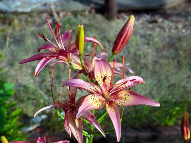 Güzel bahçe kaplanı çiçekleri Bir kır evinin süsü olarak zambak