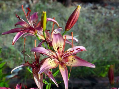 Güzel bahçe kaplanı çiçekleri Bir kır evinin süsü olarak zambak