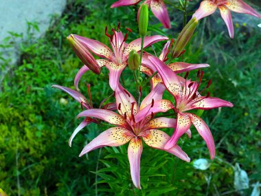 Güzel bahçe kaplanı çiçekleri Bir kır evinin süsü olarak zambak