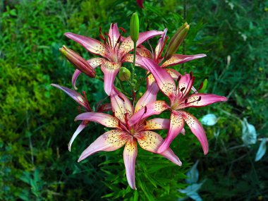 Güzel bahçe kaplanı çiçekleri Bir kır evinin süsü olarak zambak