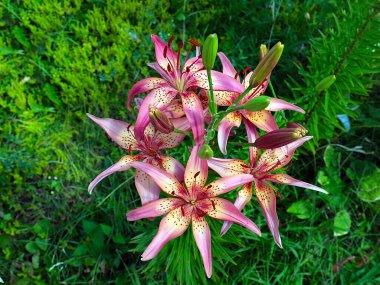 Güzel bahçe kaplanı çiçekleri Bir kır evinin süsü olarak zambak