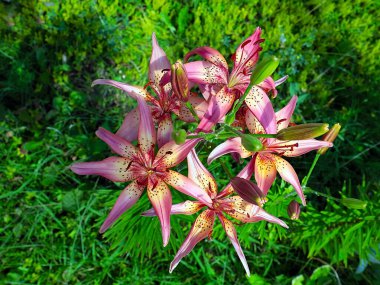 Güzel bahçe kaplanı çiçekleri Bir kır evinin süsü olarak zambak