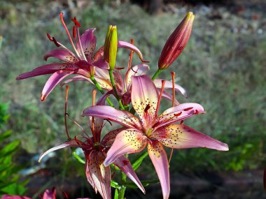 Güzel bahçe kaplanı çiçekleri Bir kır evinin süsü olarak zambak