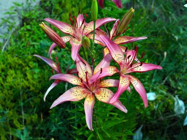 Güzel bahçe kaplanı çiçekleri Bir kır evinin süsü olarak zambak