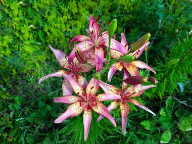 Güzel bahçe kaplanı çiçekleri Bir kır evinin süsü olarak zambak