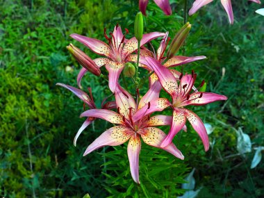 Güzel bahçe kaplanı çiçekleri Bir kır evinin süsü olarak zambak