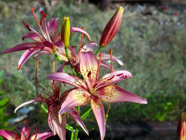 Güzel bahçe kaplanı çiçekleri Bir kır evinin süsü olarak zambak