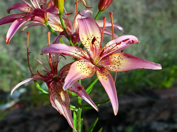 Güzel bahçe kaplanı çiçekleri Bir kır evinin süsü olarak zambak