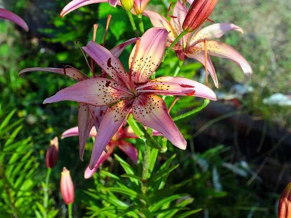 Güzel bahçe kaplanı çiçekleri Bir kır evinin süsü olarak zambak
