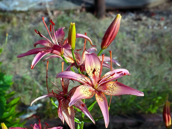 Güzel bahçe kaplanı çiçekleri Bir kır evinin süsü olarak zambak