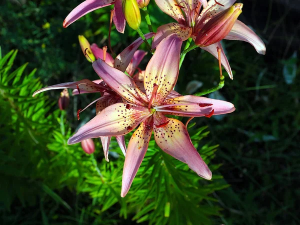 Güzel bahçe kaplanı çiçekleri Bir kır evinin süsü olarak zambak