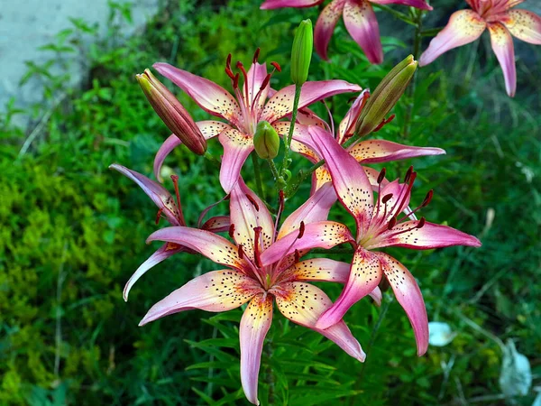 Güzel bahçe kaplanı çiçekleri Bir kır evinin süsü olarak zambak