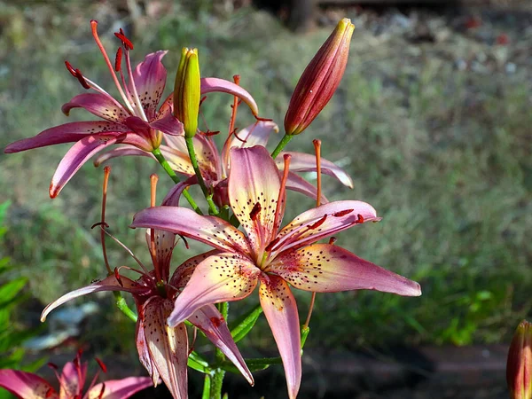 Güzel bahçe kaplanı çiçekleri Bir kır evinin süsü olarak zambak