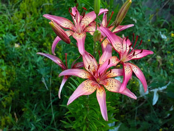 Güzel bahçe kaplanı çiçekleri Bir kır evinin süsü olarak zambak