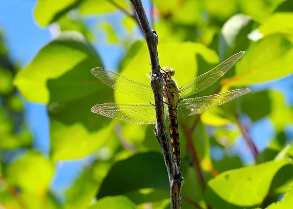 Large Dragonfly Branch Fruit Fruit Tree — Stock Photo, Image