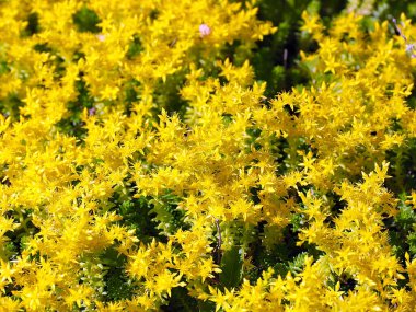 Parktaki çimlerin inanılmaz güzel biçimleri.