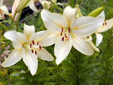 Beyaz bahçenin güzel çiçeği park alanının dekorasyonu için.