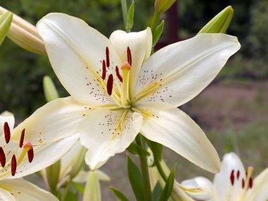Beyaz bahçenin güzel çiçeği park alanının dekorasyonu için.